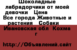 Шоколадные лабрадорчики от моей девочки › Цена ­ 25 000 - Все города Животные и растения » Собаки   . Ивановская обл.,Кохма г.